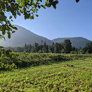 Our beautiful view from hammocking - Note the blueberry orchard :)