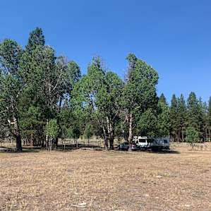 Seeking shade in the Aspen grove. Thank