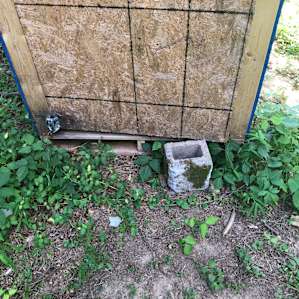 Outhouse surrounded by poison ivy