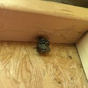 Wasp nest in the outhouse