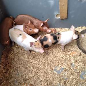 Piglets for sale every year