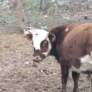 Mooo