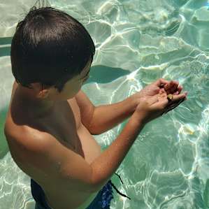Cute frog at pool