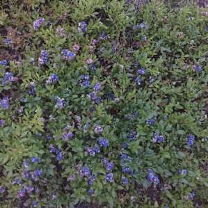 Backyard Blueberries