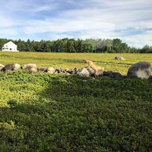 Backyard Blueberries
