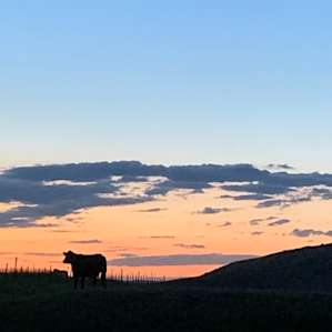 Moootiful sunset