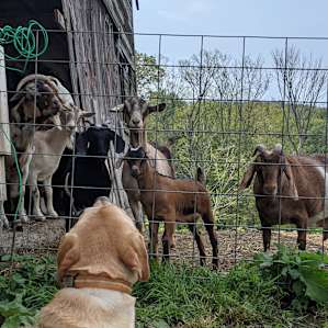 Our dog meets the goats! Look at how curious they are!