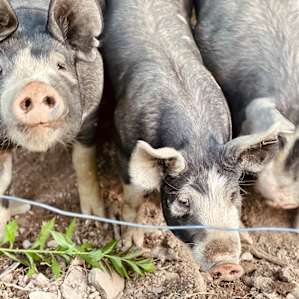 Saying hello to the piggies