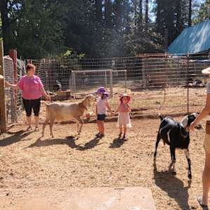 The goats are very friendly. They really enjoy been pet by the kids