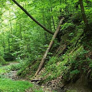 Coon Creek Cove, Mountain Hideaway