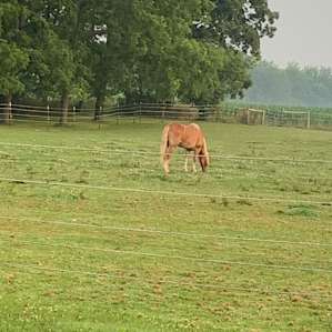 Rescue horse