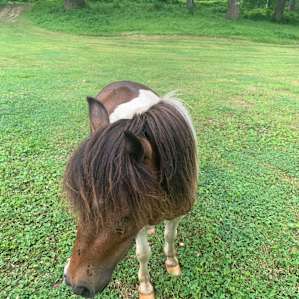 Wildcat Creek Farm