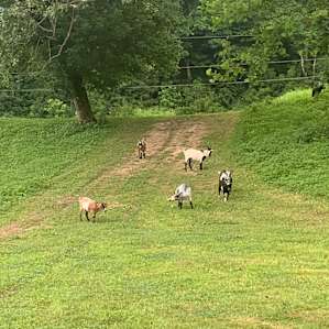 Wildcat Creek Farm