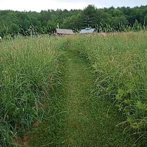 Walking through the meadow paths.