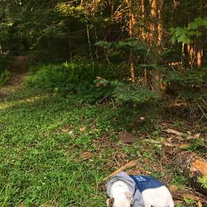 The Alcove at Martin's Pond