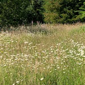 Wildflowers next to parking spot