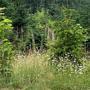 More wildflowers. Love wild foxglove