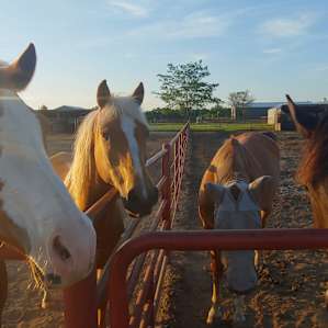 The horses were a magical experience for my horse-obsessed kiddos.