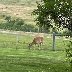 Our visitor