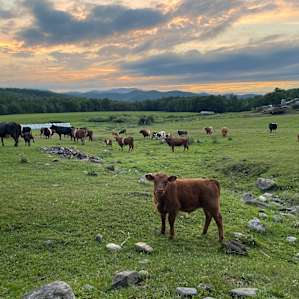 Pasture views