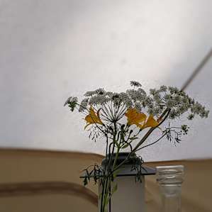 Bell Tent in the Coastal Redwoods