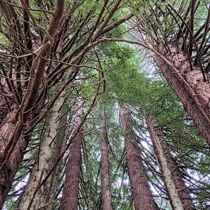Bell Tent in the Coastal Redwoods