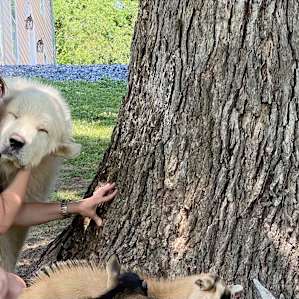 Camping on Farm & Animal Sanctuary