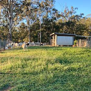 Alaryn Farm - Farm stay/ by the dam