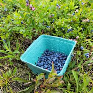 Wild blueberry field - so fun to pick.
