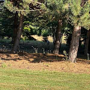 Deer visited our site
