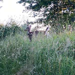 A deer wandered through our glade
