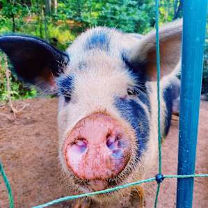FIG THE PIG!