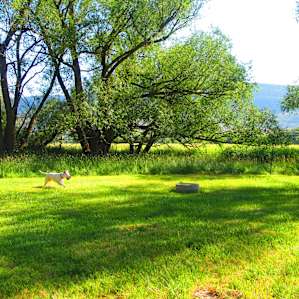 Shaded Private Camp Site