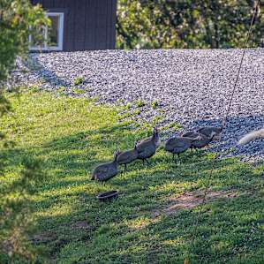 Gorgeous Stay Farm/Animal Sanctuary