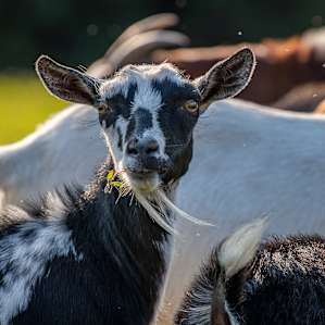 Gorgeous Stay Farm/Animal Sanctuary