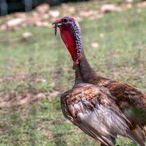 Gorgeous Stay Farm/Animal Sanctuary