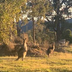 You won’t fail to spot wallabies and kangaroos here