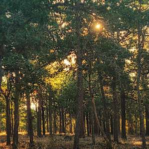 Beautiful sunrises through the pine and oak trees