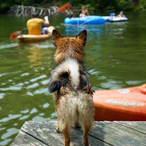 Paddle boards and kayaks available!