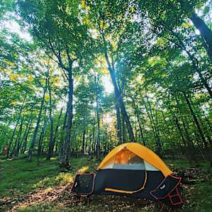 South Woodlot