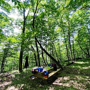 South Woodlot