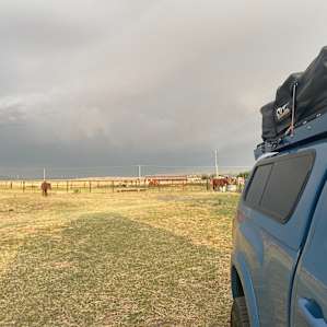 Camping for the night. This was morning after packing up, horses came to say Hello.