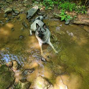 Creekside Camping, Forest & Field