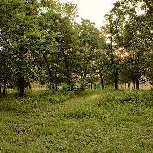 Wood Lot Tent Site