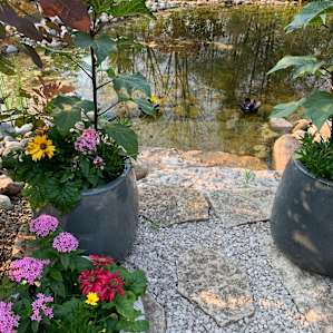 Pond in bloom