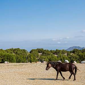 Wake up with MiniHorses Cottage