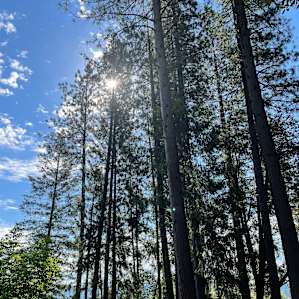 Yuba Canyon Vistas