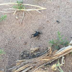 Neat bugs! And also not so awesome ones. Come prepared lol