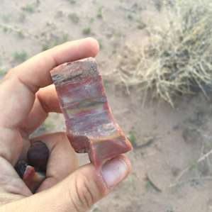 Petrified wood?