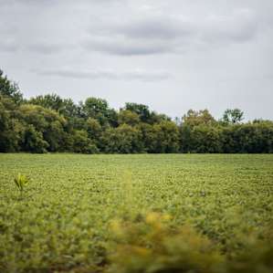 Field behind the camp site, viewed from the trail